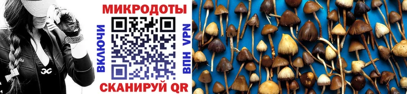 Галлюциногенные грибы Psilocybine cubensis  Терек 